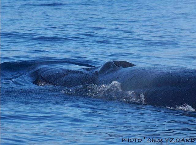 Balaenoptera brydei