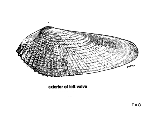 Barnea manilensis