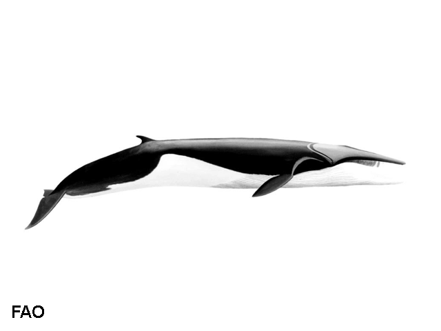 Balaenoptera physalus