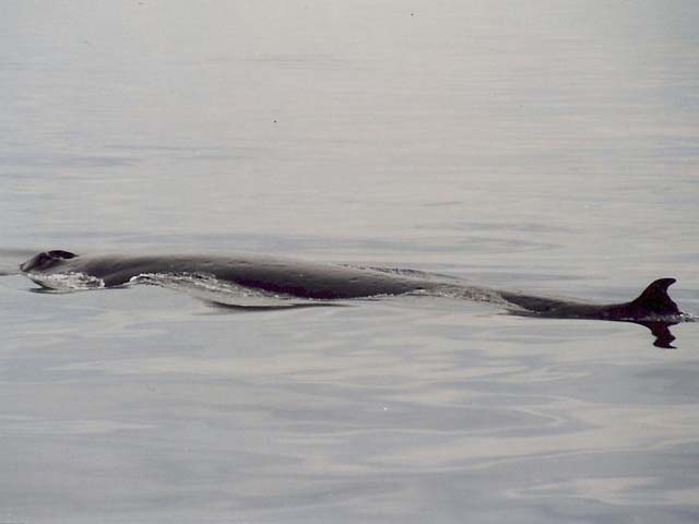 Balaenoptera physalus