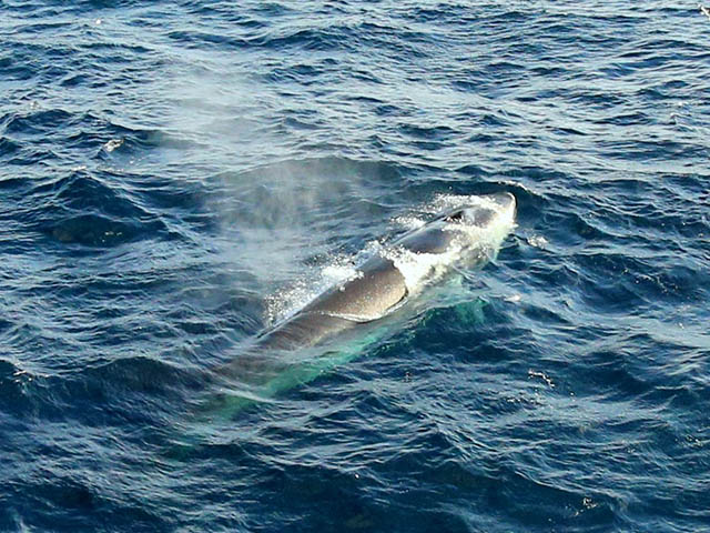 Balaenoptera physalus