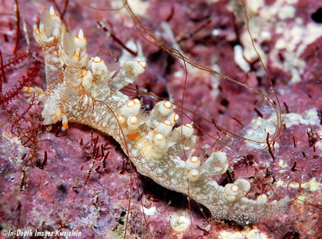 Bornella stellifera