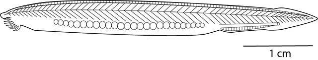 Branchiostoma lanceolatum