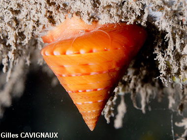 Calliostoma conulus