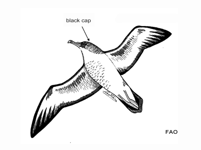 Calonectris diomedea