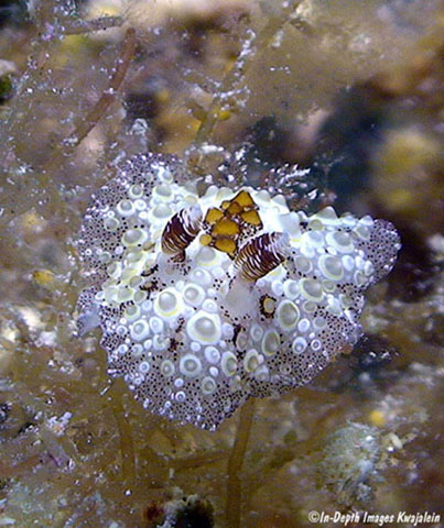 Carminodoris estrelyado