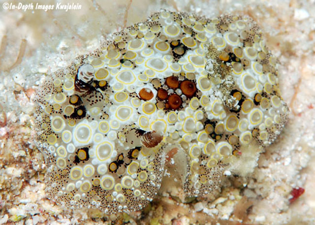 Carminodoris estrelyado