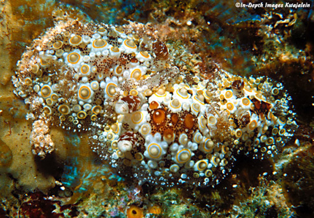 Carminodoris estrelyado