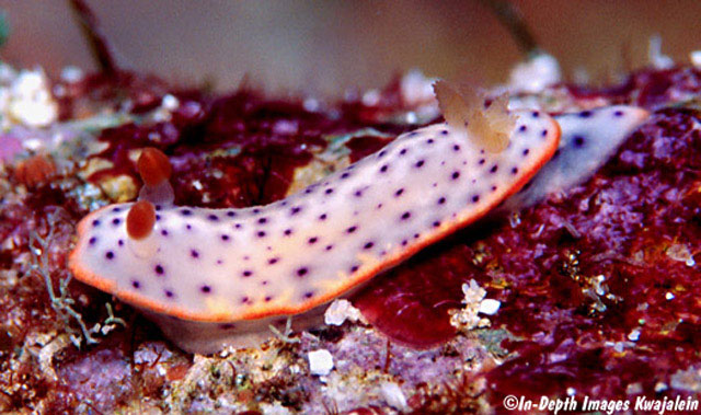 Chromodoris aspersa