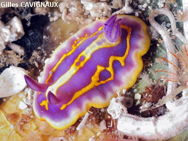 Chromodoris britoi