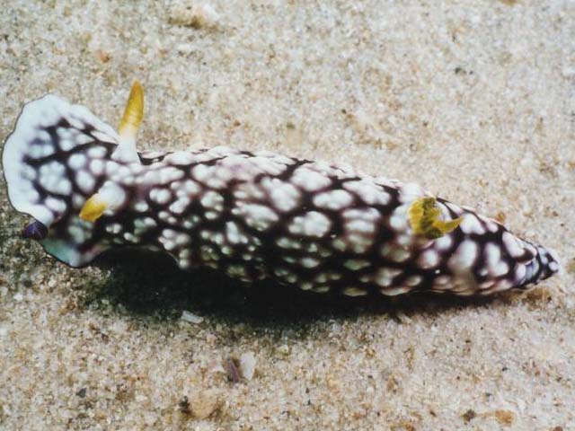 Chromodoris geometrica