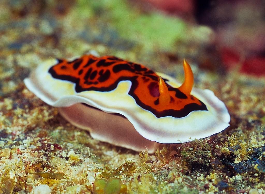 Chromodoris gleniei