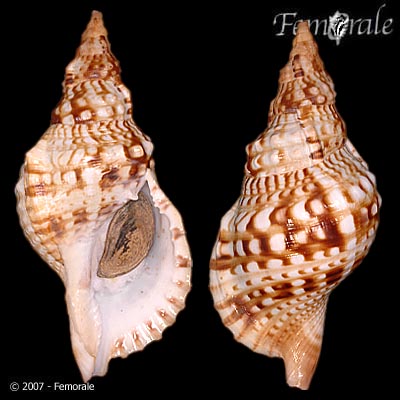 Charonia lampas