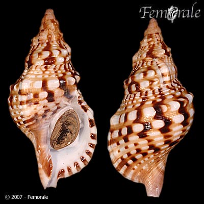 Charonia lampas