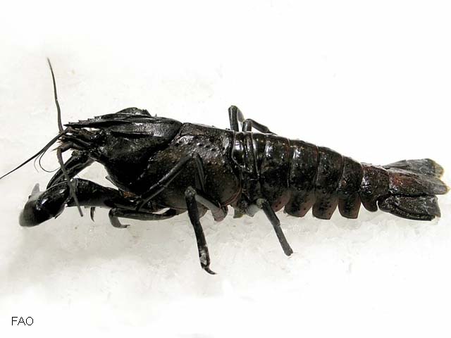 Cherax tenuimanus