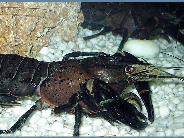 Cherax tenuimanus