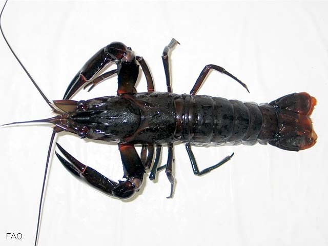 Cherax tenuimanus