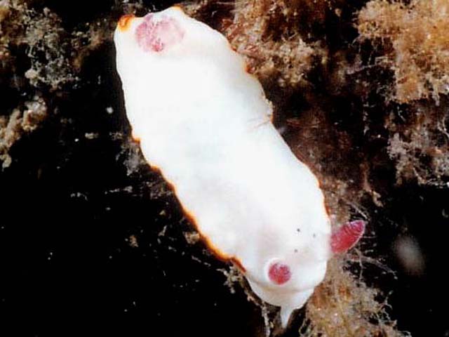 Goniobranchus verrieri