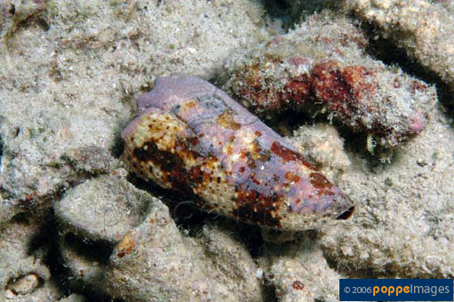 Conus imperialis