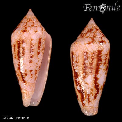 Conus legatus