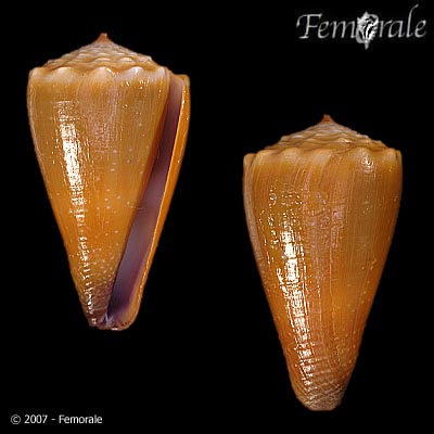 Conus sanguinolentus