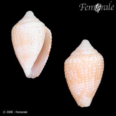 Conus selenae