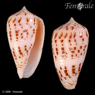 Conus stramineus