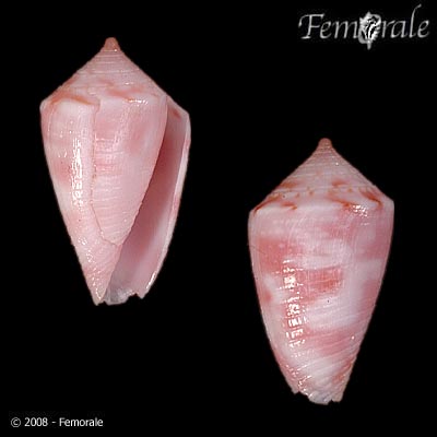 Conasprella jaspidea