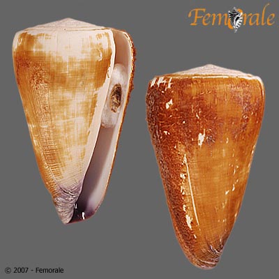 Conus virgo