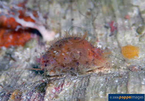 Cypraea beckii