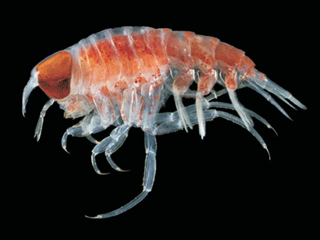 Cyllopus lucasii