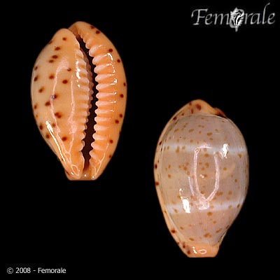 Cypraea lutea