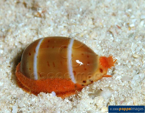 Cypraea lutea