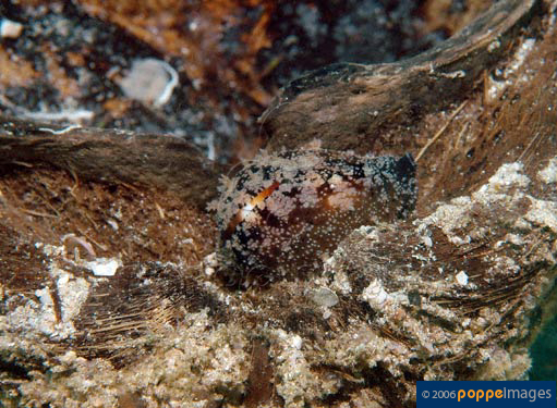 Cypraea onyx