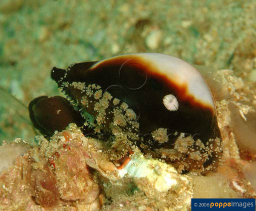 Cypraea onyx