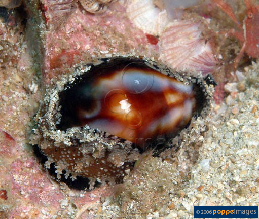 Cypraea onyx