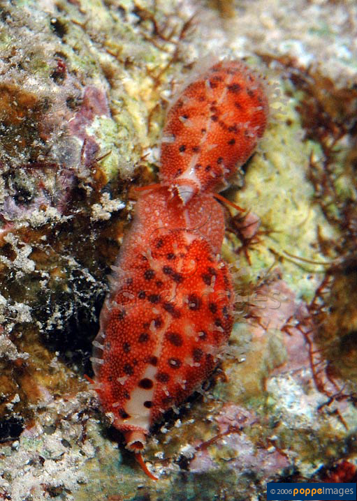 Cypraea punctata