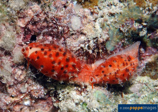 Cypraea punctata