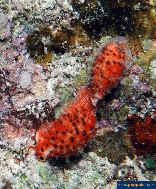 Cypraea punctata