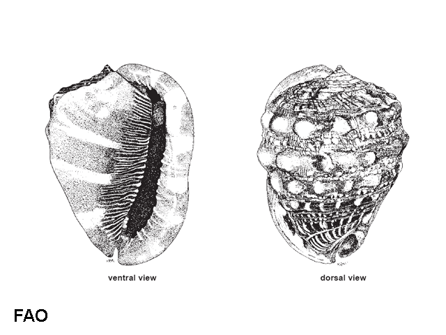 Cypraecassis rufa