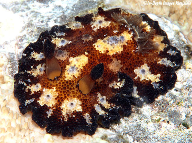 Discodoris cebuensis