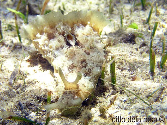 Dolabella auricularia