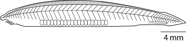 Epigonichthys cultellus