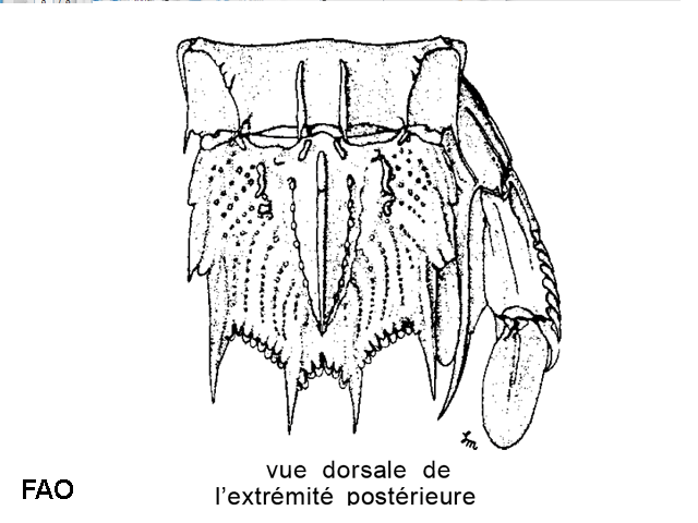 Erugosquilla massavensis