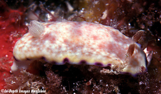 Goniobranchus alius