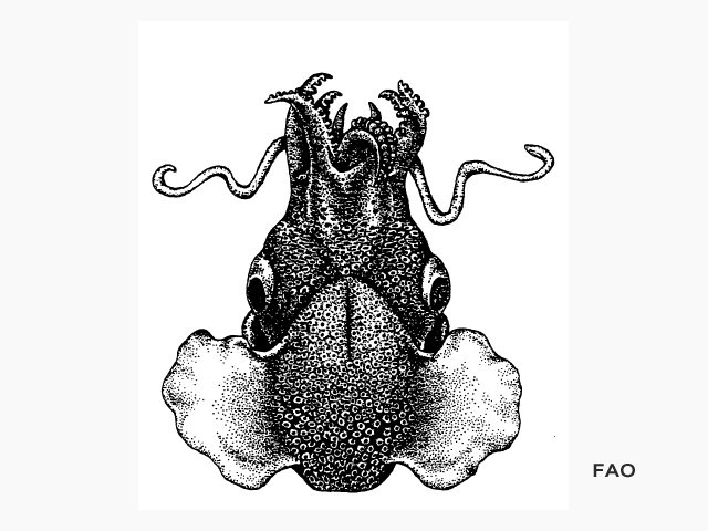 Heteroteuthis weberi