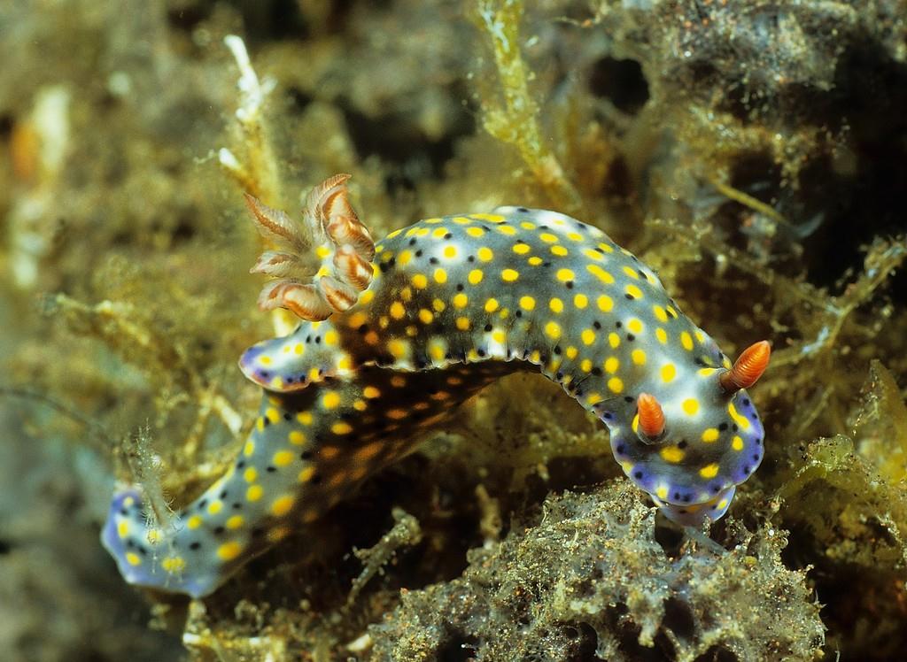 Hypselodoris kanga