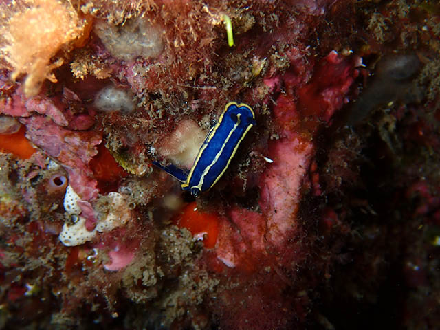 Hypselodoris tricolor