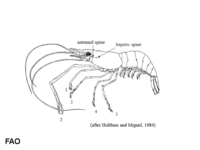 Macrobrachium equidens