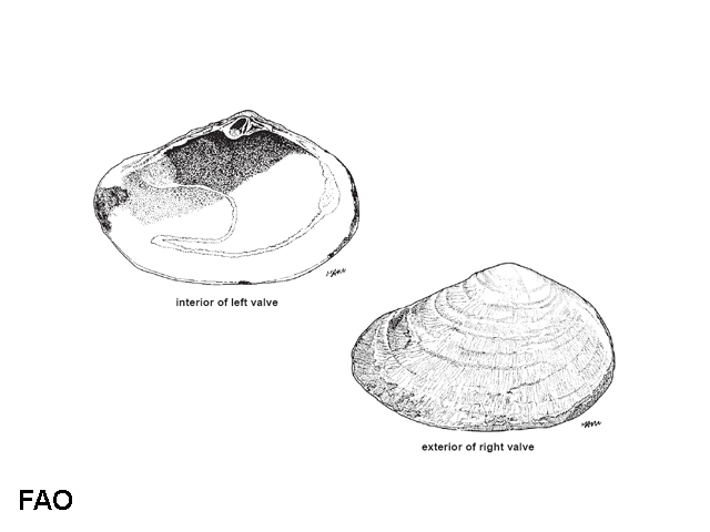 Meropesta capillacea